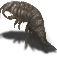 Amphipod.png