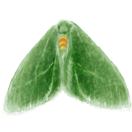 Chlorosea_banksaria_V1.png