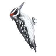 Dryobates_villosus_V1.png