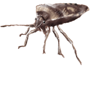Elasmucha_lateralis_V1.png