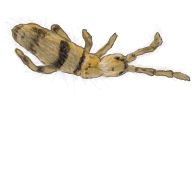 Entomobrya_triangularis_V1.png