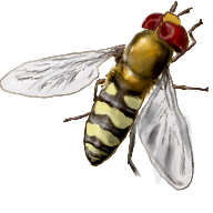 Eupeodes_fumipennis_V1.png