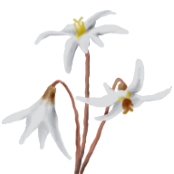 FawnLily.png