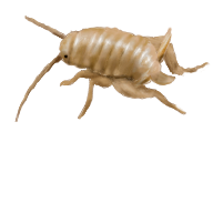 Myrmecophilus_oregonensis_V1.png
