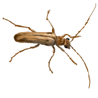 Ortholeptura_valida_V1.png