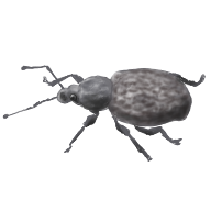 Otiorhynchus_rugosostriatus_V1.png