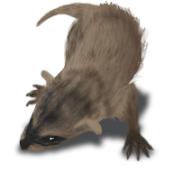 Raccoon.png
