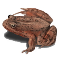 Ranaaurora_V1.png