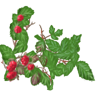 RubusUrsinus.png