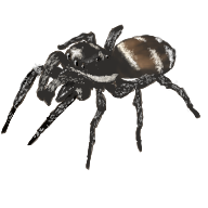Salticus_scenicus_V1.png