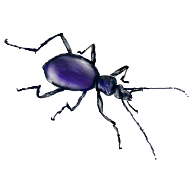 Scaphinotus_angusticollis.png