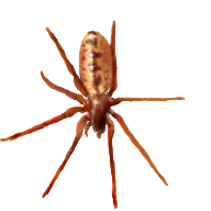Segestria_pacifica_V1.png
