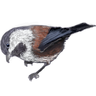 chestnut_checkedee_V1.png