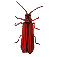 redBeetle.png