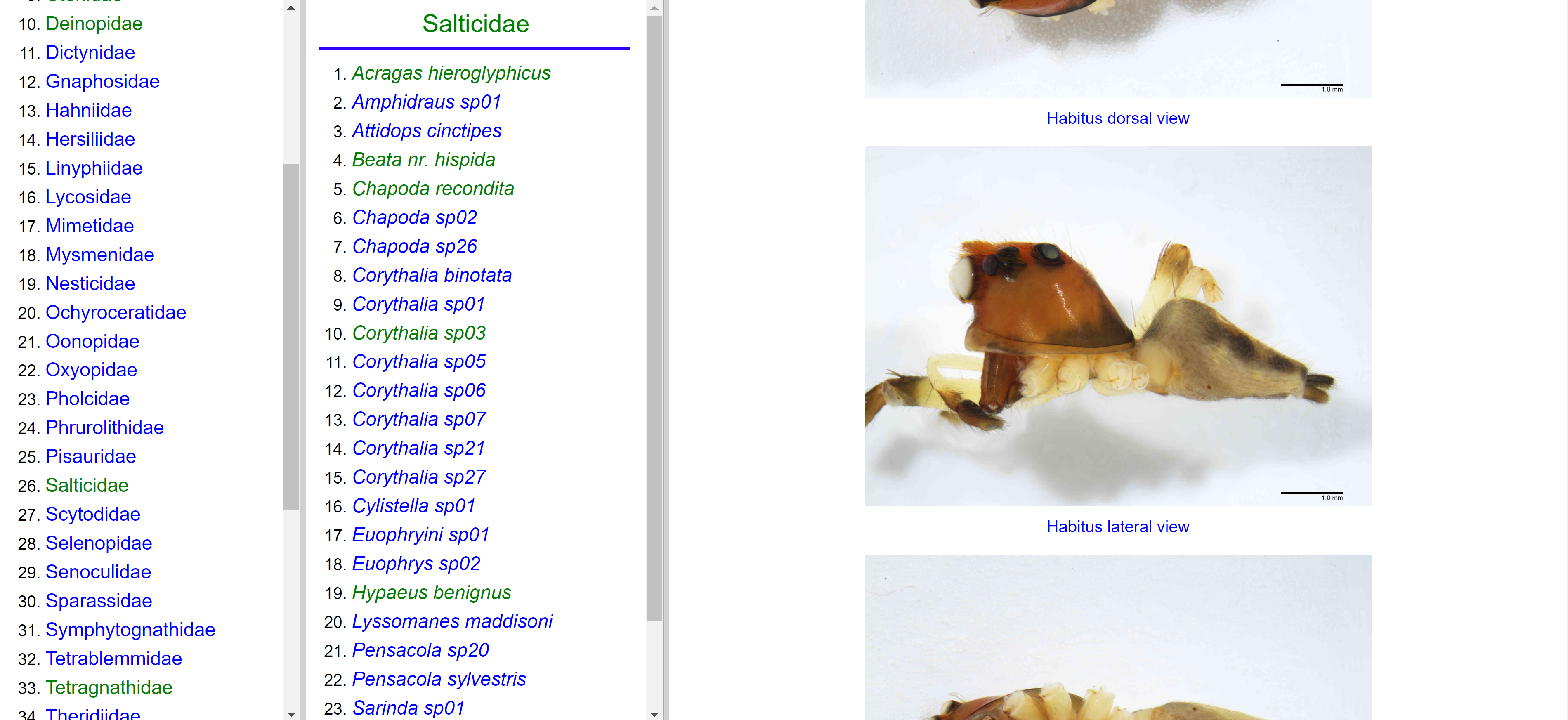 screenshot PYOINV in action