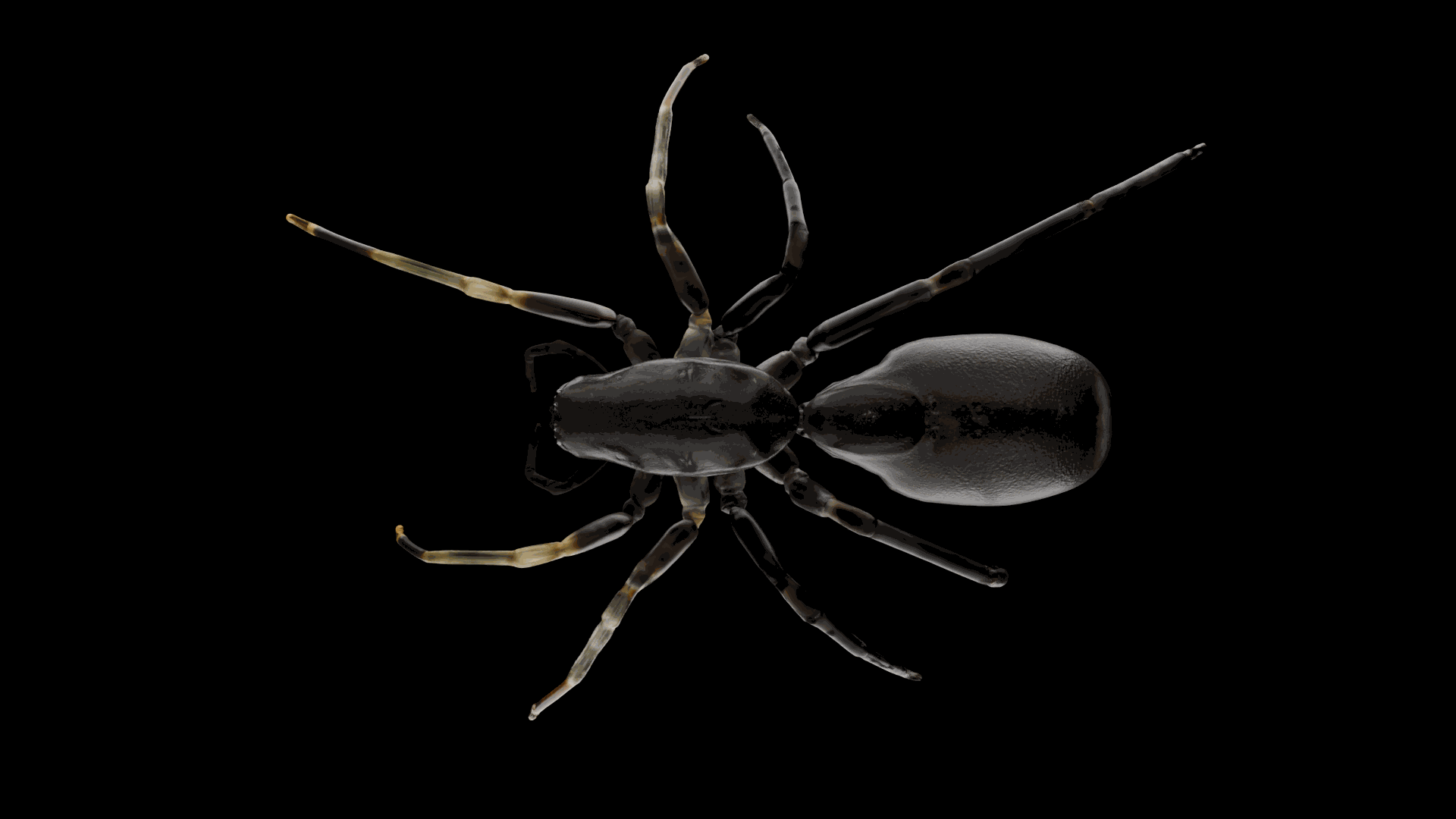 Research plate Maeota species description